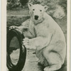 Sam and his tyre.