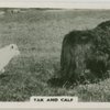 Yak and calf.