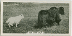 Yak and calf.