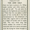 Yak and calf.
