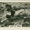 Lions at speed.