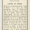 Lions at speed.