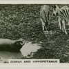 Zebras and hippopotamus.