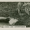 Zebras and hippopotamus.
