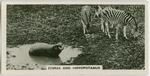 Zebras and hippopotamus.