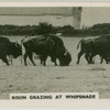 Bison grazing at Whipsnade.