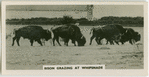 Bison grazing at Whipsnade.