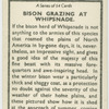 Bison grazing at Whipsnade.