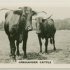 Afrikander cattle.