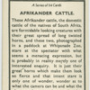 Afrikander cattle.