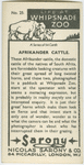 Afrikander cattle.