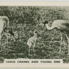 Sarus cranes and young one.