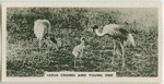 Sarus cranes and young one.