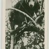 A tree kangaroo.