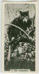 A tree kangaroo.