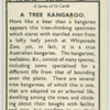 A tree kangaroo.