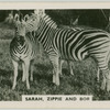 Sarah, Zippie, and Bob.