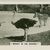 "What is he doing?"