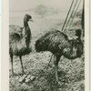 Emus at Whipsnade.