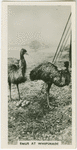 Emus at Whipsnade.