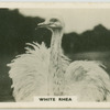 White rhea.
