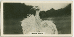 White rhea.