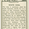 White rhea.