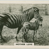 "Mother love."