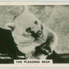 The pleading bear.