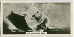 The pleading bear.