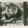 "Joe" of Whipsnade.