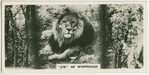 "Joe" of Whipsnade.