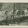 Dingoes.