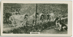 Dingoes.
