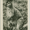 A wallaby and young.