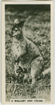A wallaby and young.