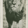 "Prince" of Whipsnade.