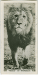 "Prince" of Whipsnade.