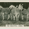 The beautiful zebra.