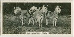 The beautiful zebra.