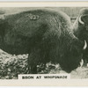 Bison at Whipsnade.