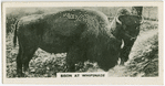 Bison at Whipsnade.