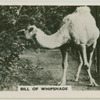 Bill of Whipsnade.