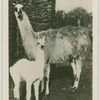 Llama with young.