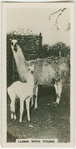 Llama with young.