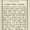 Llama with young.