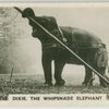 Dixie the Whipsnade elephant.