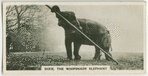 Dixie the Whipsnade elephant.