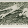 Sleeping kangaroo at Whipsnade.