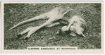 Sleeping kangaroo at Whipsnade.